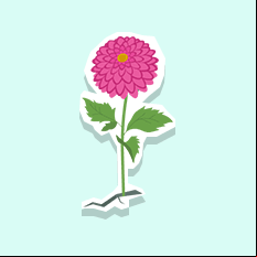 dahlia